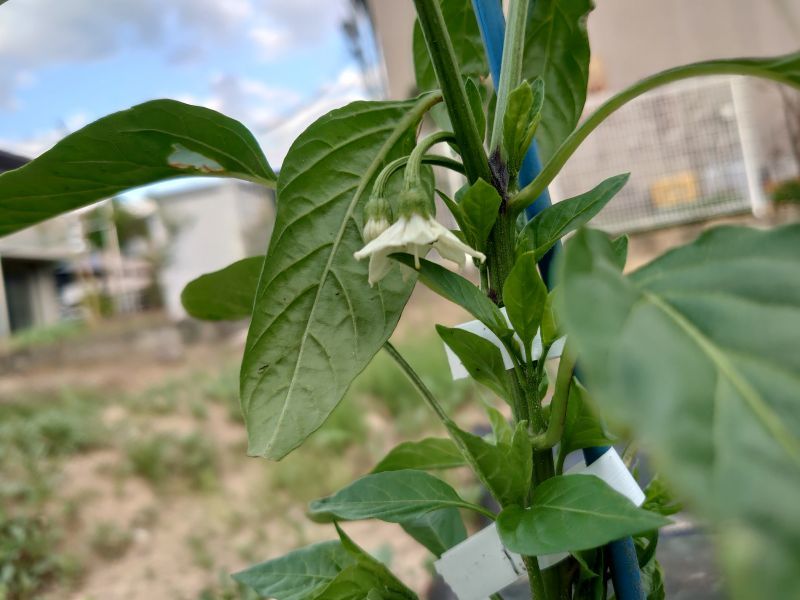 野菜の花いろいろ